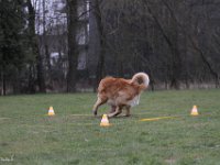 Bendix Obedience Workshop beim VdH Mauer 2016 (99)